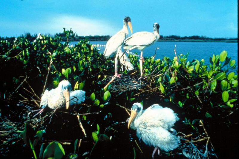 Wood Stork family on nest (Mycteria americana) {!--검은머리황새-->; DISPLAY FULL IMAGE.