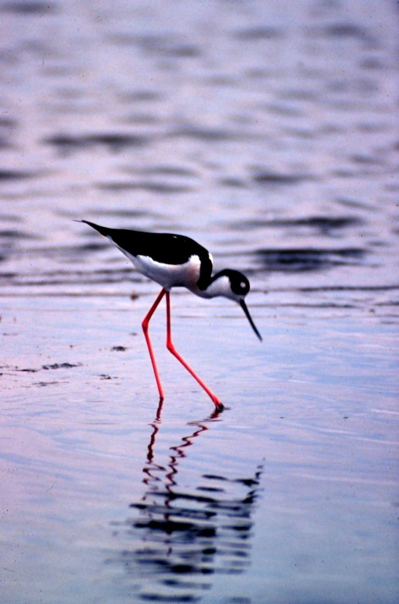 Black-necked Stilt (Himantopus mexicanus) {!--검은목장다리물떼새-->; DISPLAY FULL IMAGE.