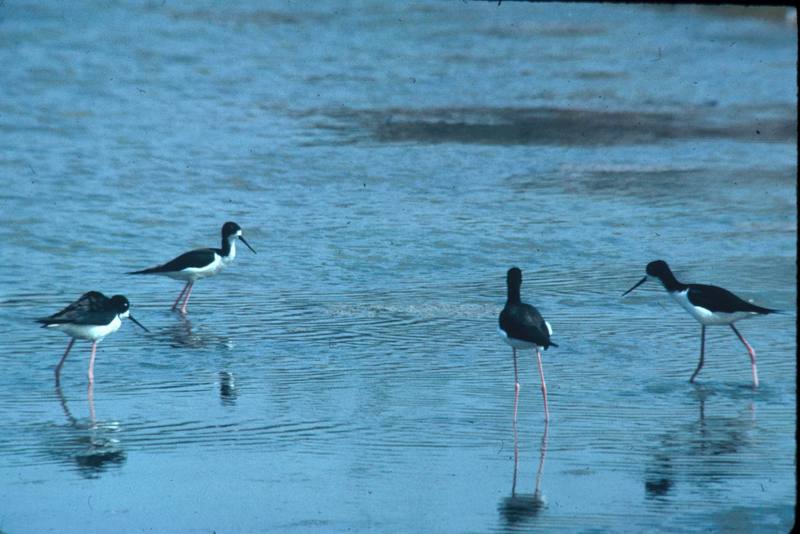 Hawaiian Black-necked Stilt flock (Himantopus mexicanus knudseni) {!--하와이검은목장다리물떼새-->; DISPLAY FULL IMAGE.