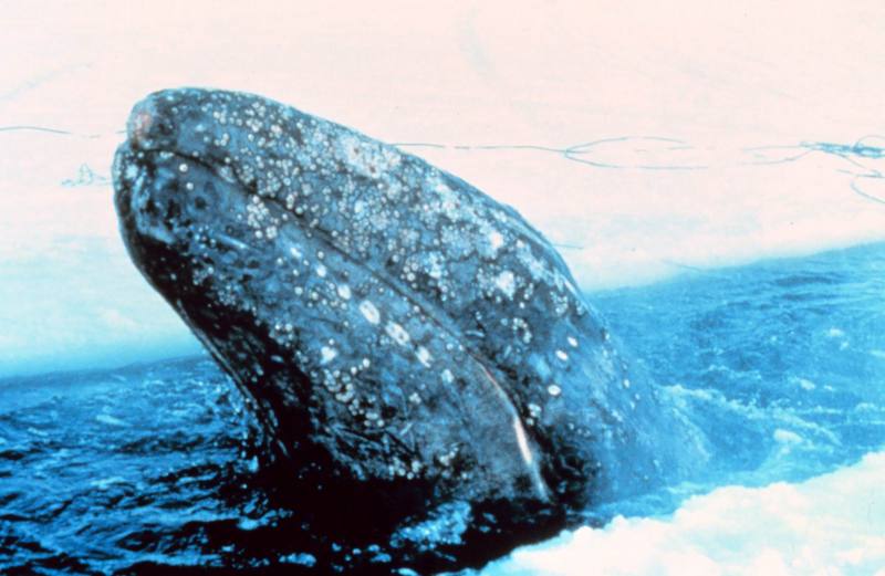 Gray Whale (Eschrichtius robustus) {!--귀신고래(쇠고래)-->; DISPLAY FULL IMAGE.