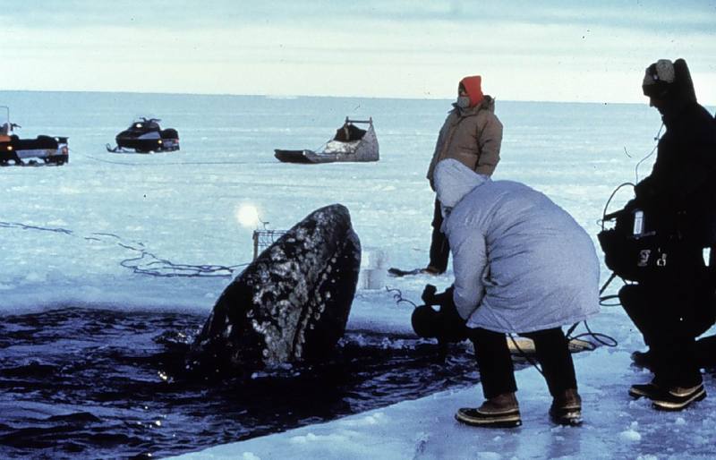 Gray Whale (Eschrichtius robustus) {!--귀신고래(쇠고래)-->; DISPLAY FULL IMAGE.