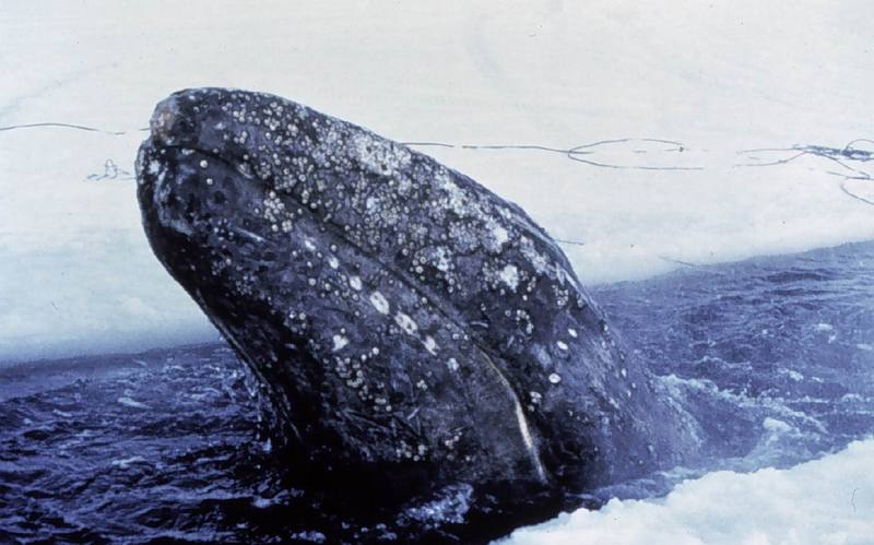 Gray Whale (Eschrichtius robustus) {!--귀신고래(쇠고래)-->; DISPLAY FULL IMAGE.