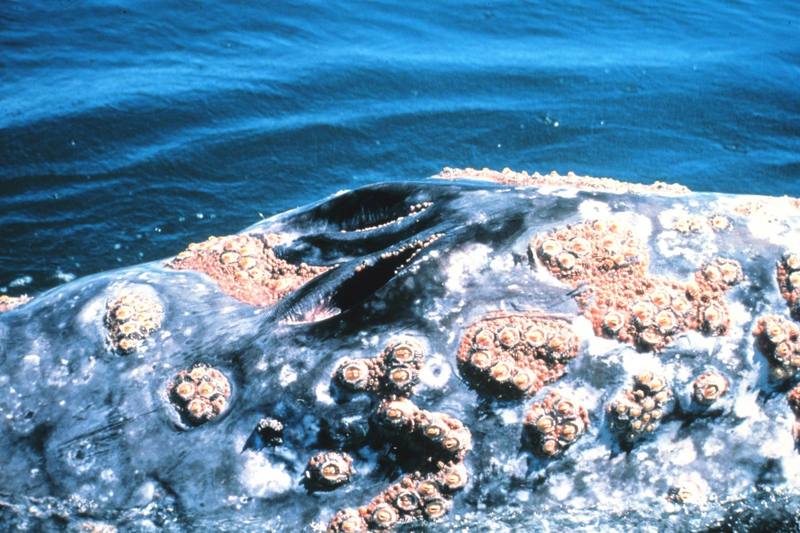 Gray Whale blowhole (Eschrichtius robustus) {!--귀신고래(쇠고래)-->; DISPLAY FULL IMAGE.