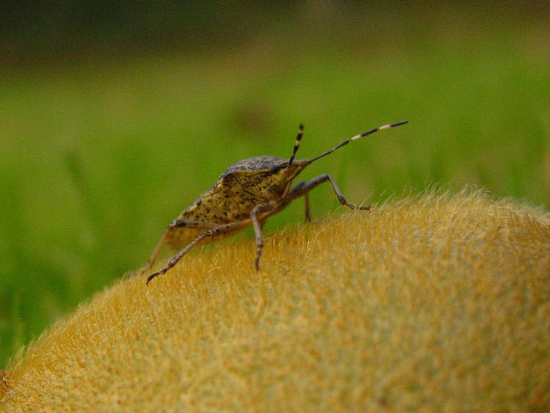 STINK BUG; DISPLAY FULL IMAGE.