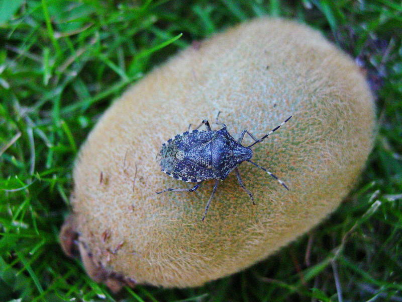 STINK BUG; DISPLAY FULL IMAGE.