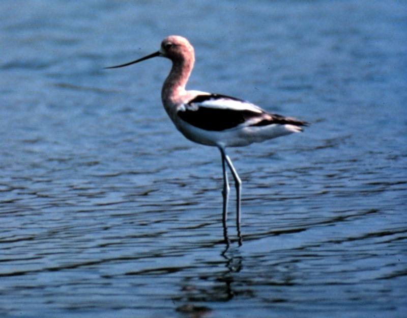 American Avocet (Recurvirostra americana) {!--아메리카뒷부리장다리물떼새-->; DISPLAY FULL IMAGE.