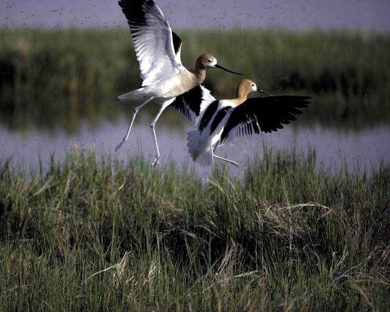 American Avocet pair (Recurvirostra americana) {!--아메리카뒷부리장다리물떼새-->; DISPLAY FULL IMAGE.