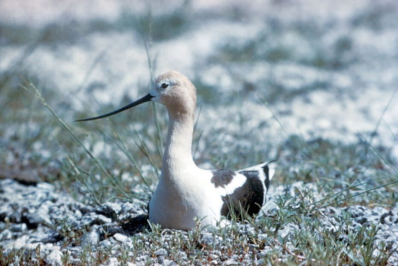 American Avocet nesting (Recurvirostra americana) {!--아메리카뒷부리장다리물떼새-->; DISPLAY FULL IMAGE.