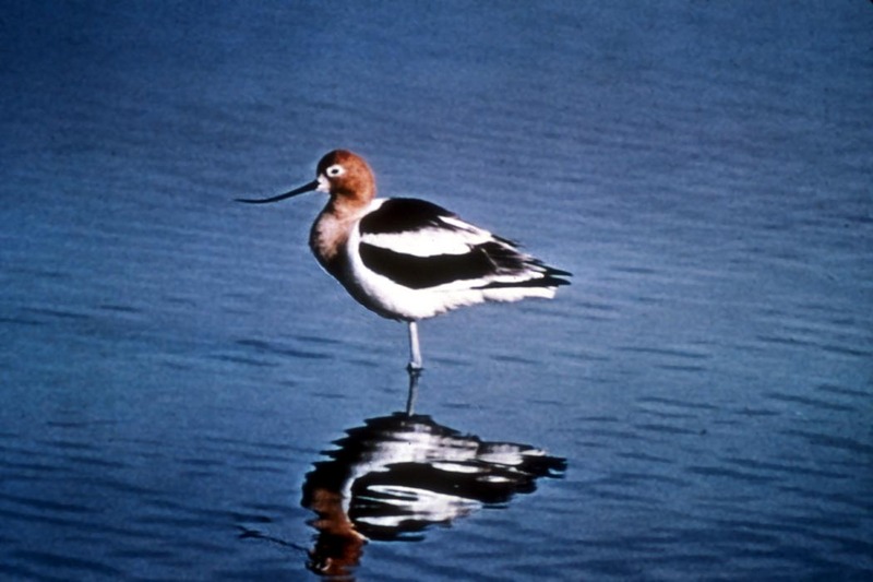 American Avocet (Recurvirostra americana) {!--아메리카뒷부리장다리물떼새-->; DISPLAY FULL IMAGE.