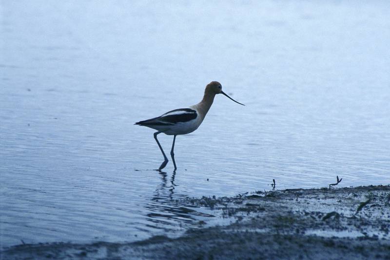 American Avocet (Recurvirostra americana) {!--아메리카뒷부리장다리물떼새-->; DISPLAY FULL IMAGE.