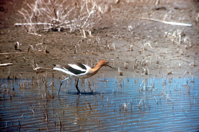 American Avocet (Recurvirostra americana) {!--아메리카뒷부리장다리물떼새-->; DISPLAY FULL IMAGE.