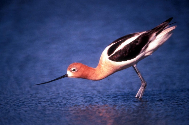 American Avocet (Recurvirostra americana) {!--아메리카뒷부리장다리물떼새-->; DISPLAY FULL IMAGE.