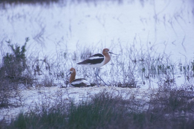 American Avocets (Recurvirostra americana) {!--아메리카뒷부리장다리물떼새-->; DISPLAY FULL IMAGE.