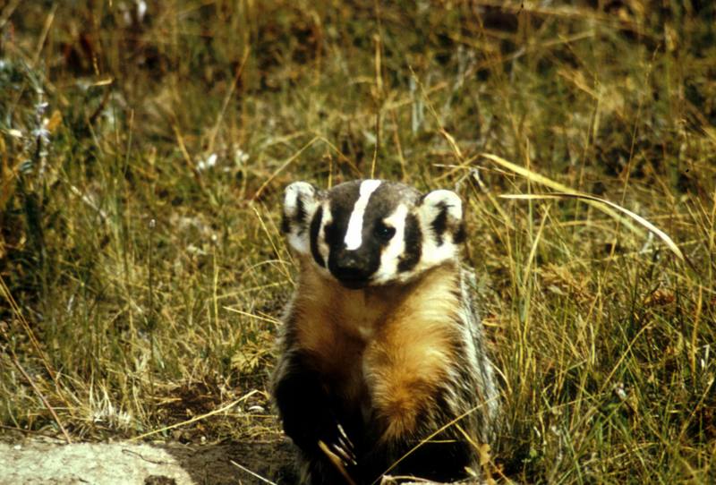 American Badger (Taxidea taxus) {!--아메리카오소리-->; DISPLAY FULL IMAGE.