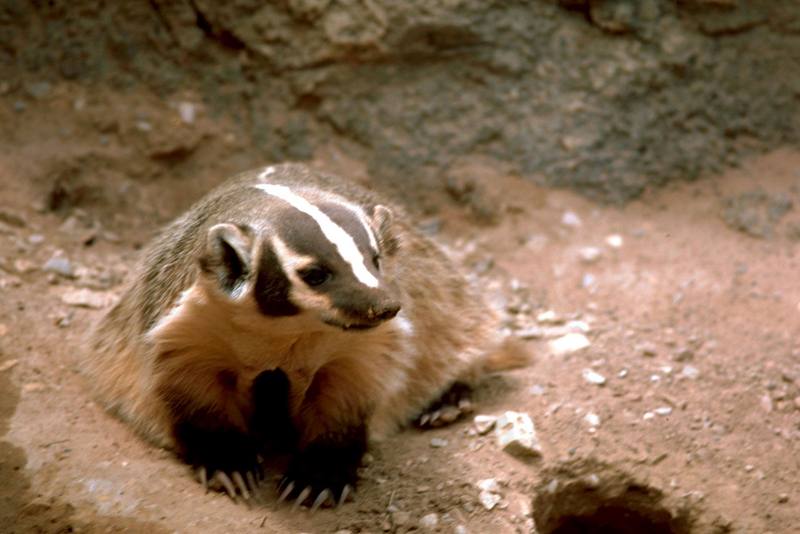 American Badger (Taxidea taxus) {!--아메리카오소리-->; DISPLAY FULL IMAGE.