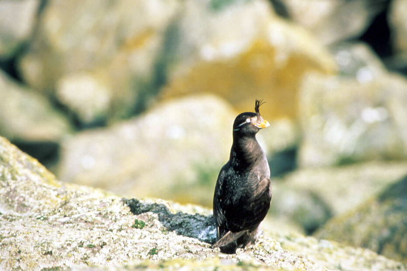 Crested Auklet (Aethia cristatella) {!--뿔바다쇠오리-->; DISPLAY FULL IMAGE.