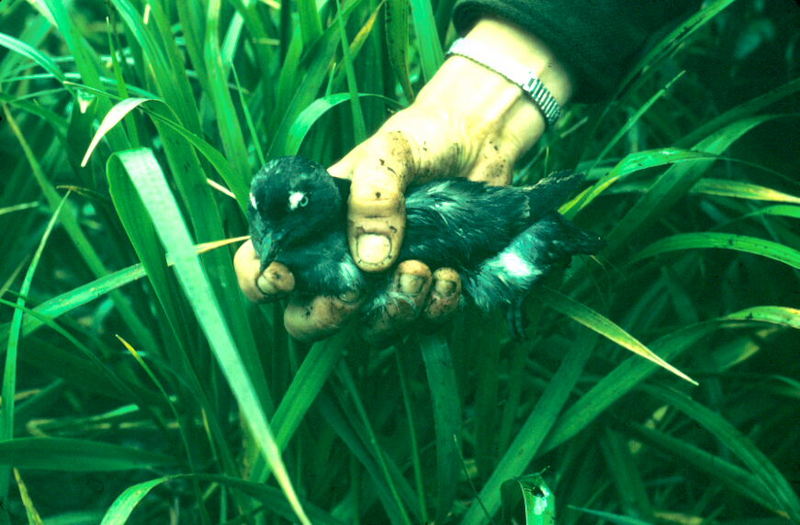 Cassin's Auklet (Ptychoramphus aleuticus) {!--알류산바다쇠오리-->; DISPLAY FULL IMAGE.