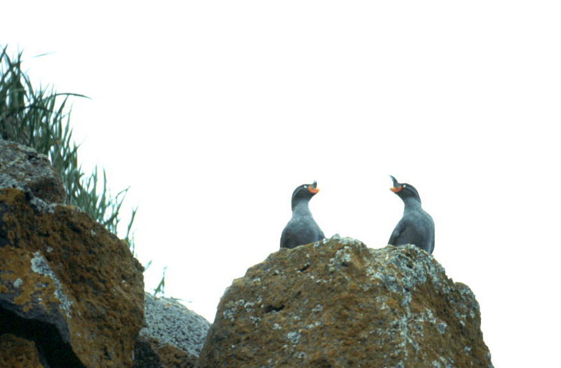Crested Auklet pair (Aethia cristatella) {!--뿔바다쇠오리-->; DISPLAY FULL IMAGE.