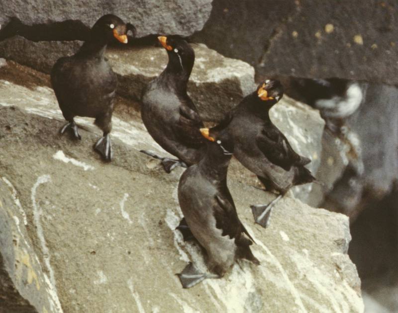 Crested Auklet group (Aethia cristatella) {!--뿔바다쇠오리-->; DISPLAY FULL IMAGE.