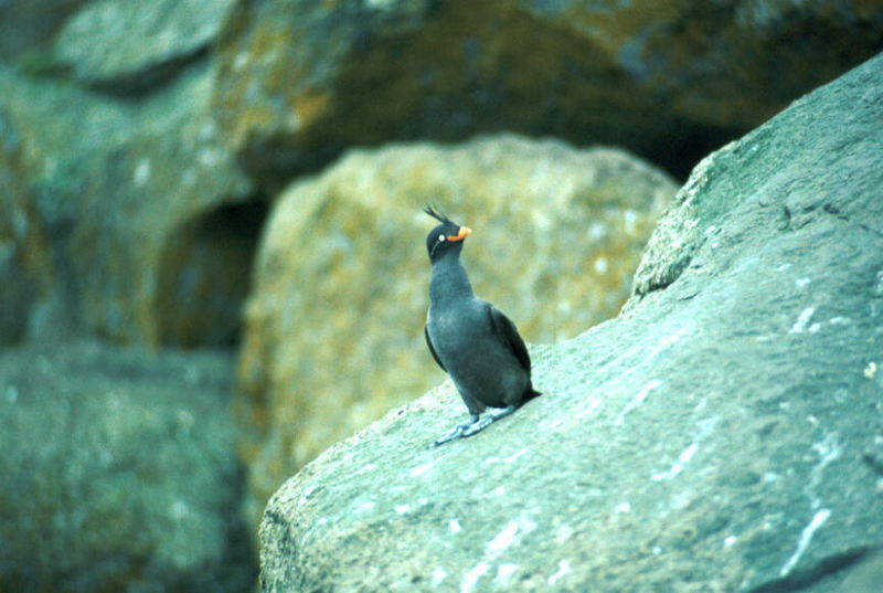 Crested Auklet (Aethia cristatella) {!--뿔바다쇠오리-->; DISPLAY FULL IMAGE.