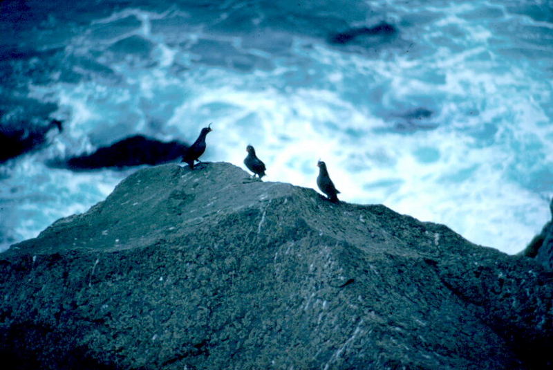 Crested Auklet group (Aethia cristatella) {!--뿔바다쇠오리-->; DISPLAY FULL IMAGE.