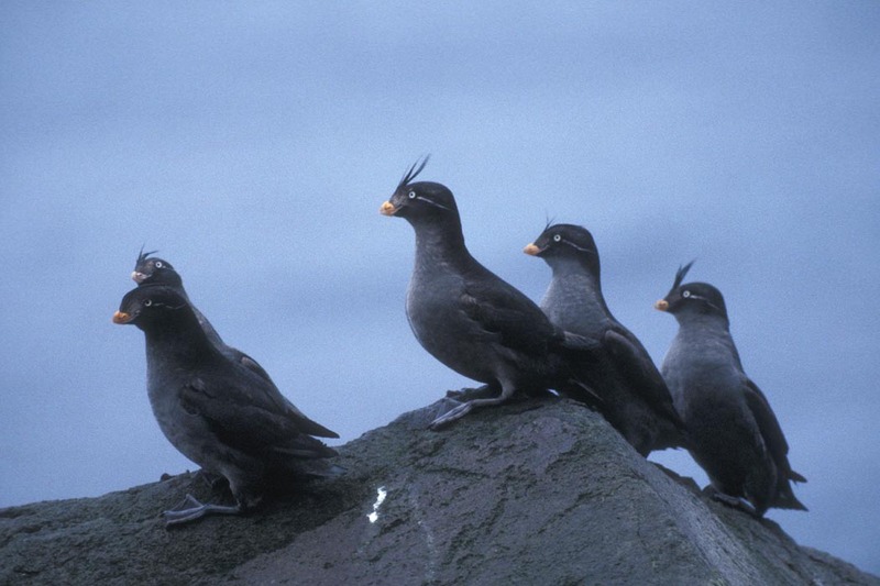 Crested Auklet group (Aethia cristatella) {!--뿔바다쇠오리-->; DISPLAY FULL IMAGE.