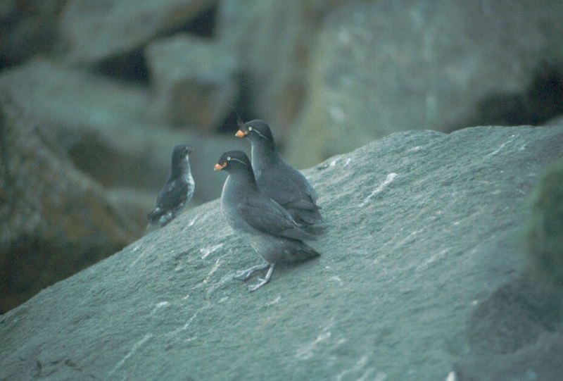 Crested Auklet pair (Aethia cristatella) {!--뿔바다쇠오리-->; DISPLAY FULL IMAGE.