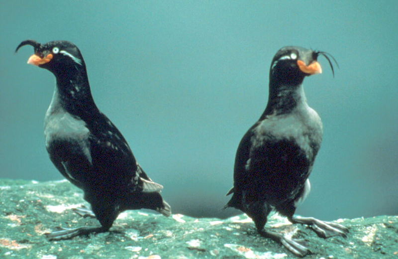 Crested Auklet pair (Aethia cristatella) {!--뿔바다쇠오리-->; DISPLAY FULL IMAGE.