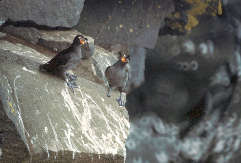 Crested Auklet pair (Aethia cristatella) {!--뿔바다쇠오리-->; DISPLAY FULL IMAGE.