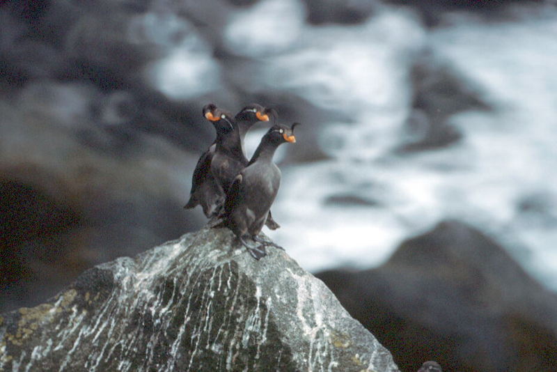 Crested Auklet trio (Aethia cristatella) {!--뿔바다쇠오리-->; DISPLAY FULL IMAGE.