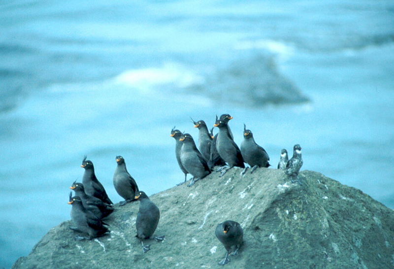 Crested Auklet flock (Aethia cristatella) {!--뿔바다쇠오리-->; DISPLAY FULL IMAGE.