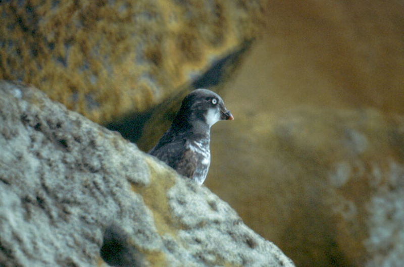 Least Auklet (Aethia pusilla) {!--작은바다쇠오리-->; DISPLAY FULL IMAGE.