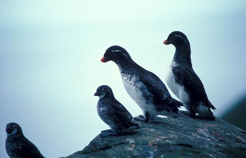 Parakeet Auklet pair (Aethia psittacula) {!--바다앵무,앵무바다쇠오리--> & Least Auklet (Aethia pusilla) {!--작은바다쇠오리-->; DISPLAY FULL IMAGE.