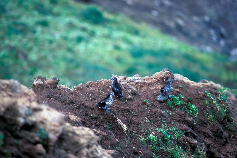 Least Auklet group (Aethia pusilla) {!--작은바다쇠오리-->; DISPLAY FULL IMAGE.