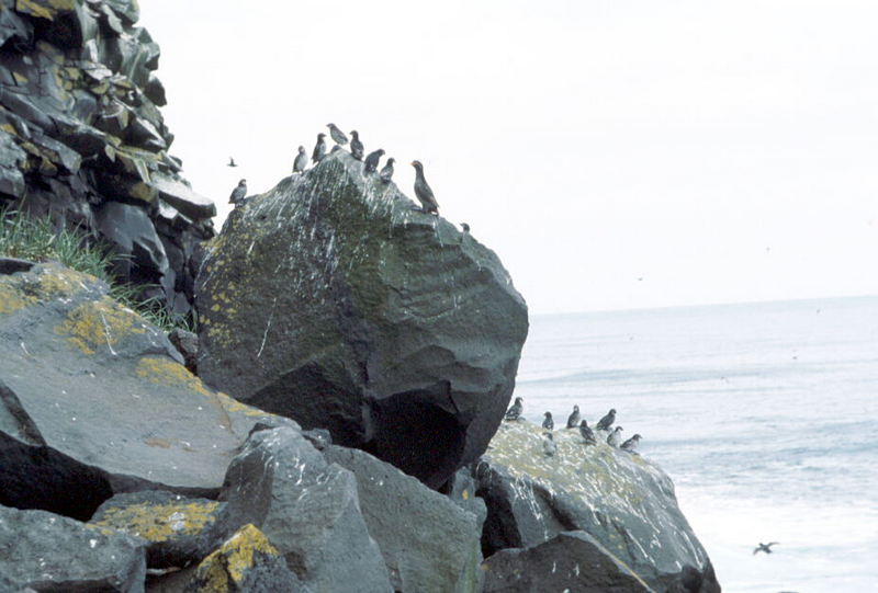 Auklet flock {!--바다쇠오리류-->; DISPLAY FULL IMAGE.