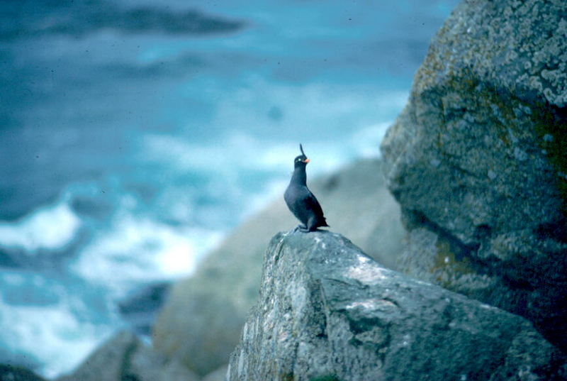 Crested Auklet (Aethia cristatella) {!--뿔바다쇠오리-->; DISPLAY FULL IMAGE.