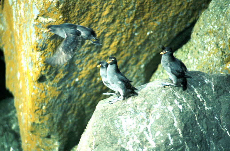 Crested Auklets (Aethia cristatella) {!--뿔바다쇠오리-->; DISPLAY FULL IMAGE.