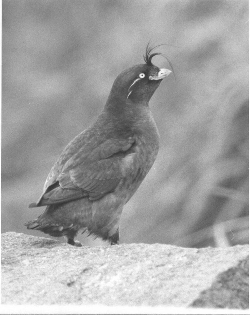 Crested Auklet (Aethia cristatella) {!--뿔바다쇠오리-->; DISPLAY FULL IMAGE.