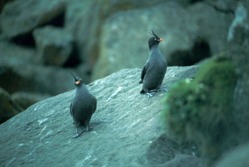 Crested Auklet pair (Aethia cristatella) {!--뿔바다쇠오리-->; DISPLAY FULL IMAGE.