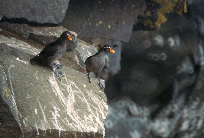 Crested Auklet pair (Aethia cristatella) {!--뿔바다쇠오리-->; DISPLAY FULL IMAGE.