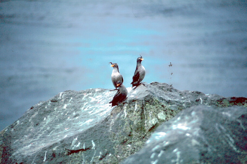 Crested Auklets (Aethia cristatella) {!--뿔바다쇠오리-->; DISPLAY FULL IMAGE.