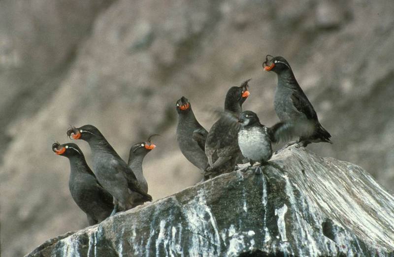 Crested Auklets (Aethia cristatella) {!--뿔바다쇠오리--> & Least Auklet; DISPLAY FULL IMAGE.