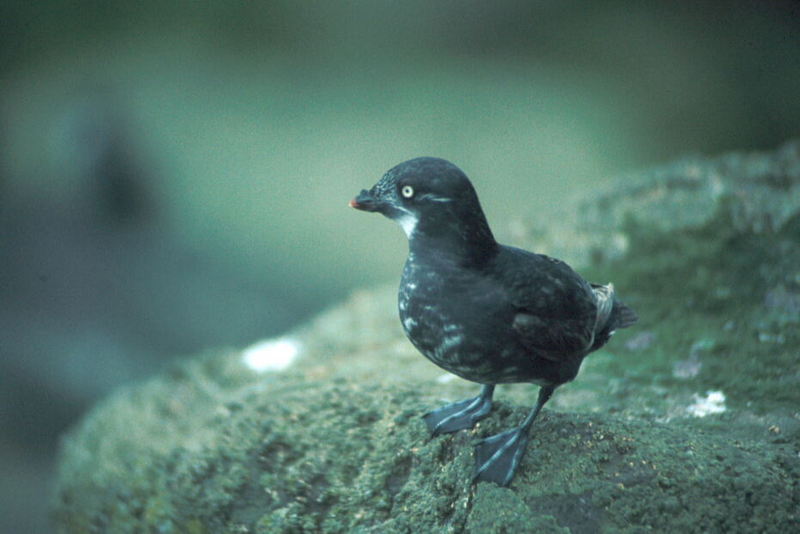 Least Auklet (Aethia pusilla) {!--작은바다쇠오리-->; DISPLAY FULL IMAGE.