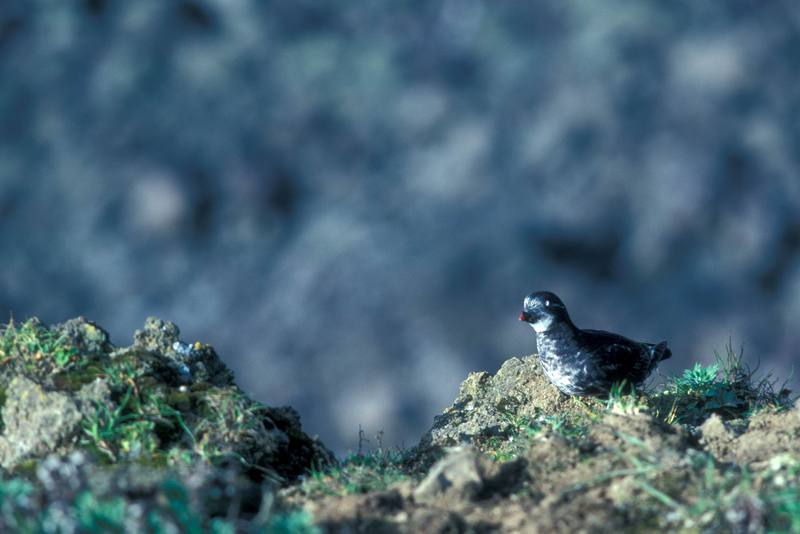 Least Auklet (Aethia pusilla) {!--작은바다쇠오리-->; DISPLAY FULL IMAGE.