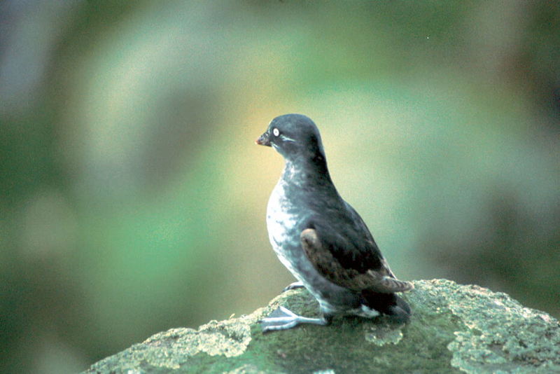 Least Auklet (Aethia pusilla) {!--작은바다쇠오리-->; DISPLAY FULL IMAGE.