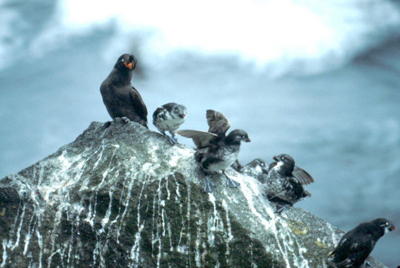 Least Auklets (Aethia pusilla) {!--작은바다쇠오리--> & Crested Auklet; DISPLAY FULL IMAGE.