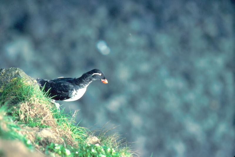 Parakeet Auklet (Aethia psittacula) {!--바다앵무,앵무바다쇠오리-->; DISPLAY FULL IMAGE.