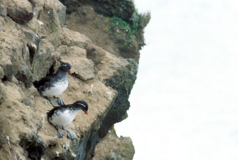 Parakeet Auklets (Aethia psittacula) {!--바다앵무,앵무바다쇠오리-->; DISPLAY FULL IMAGE.