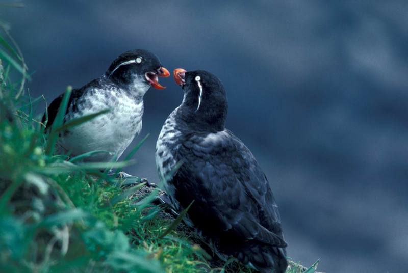 Parakeet Auklets (Aethia psittacula) {!--바다앵무,앵무바다쇠오리-->; DISPLAY FULL IMAGE.