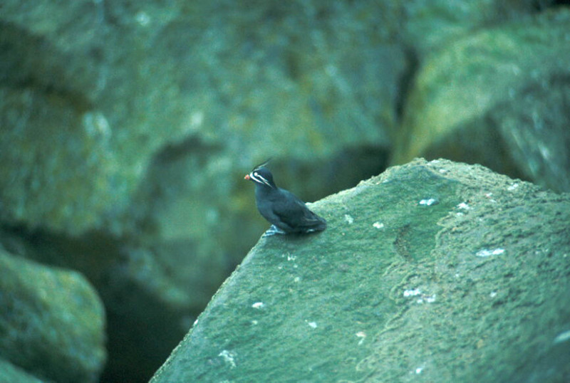 Whiskered Auklet (Aethia pygmaea) {!--흰수염바다쇠오리-->; DISPLAY FULL IMAGE.